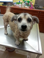 Lost Dog - Terrier Mix Dog