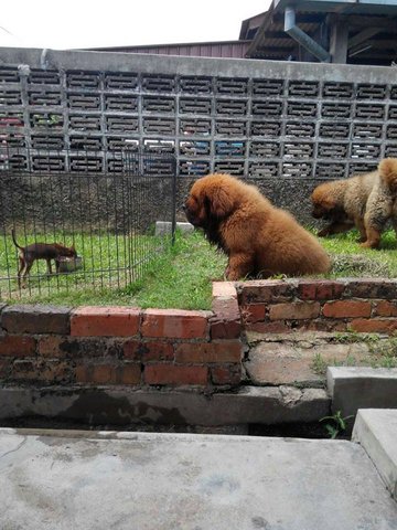 2 Import Male Tibetan Mastiff  - Tibetan Mastiff Dog