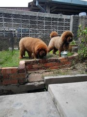 2 Import Male Tibetan Mastiff  - Tibetan Mastiff Dog