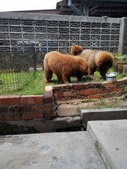 2 Import Male Tibetan Mastiff  - Tibetan Mastiff Dog