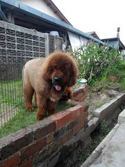 2 Import Male Tibetan Mastiff  - Tibetan Mastiff Dog