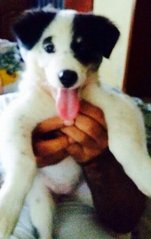 Cute Pup - Mixed Breed Dog