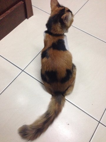 Lady - Calico Cat