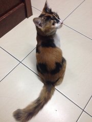 Lady - Calico Cat