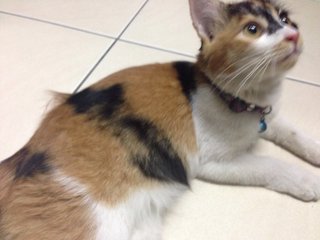 Lady - Calico Cat