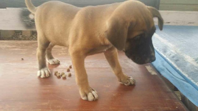 Brownie - Mixed Breed Dog