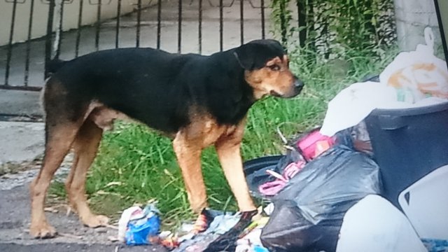 PF68778 - Rottweiler Mix Dog