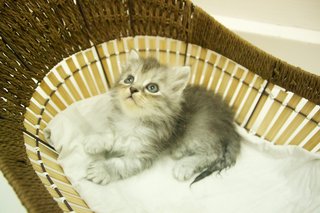 Jimmy - Persian Cat