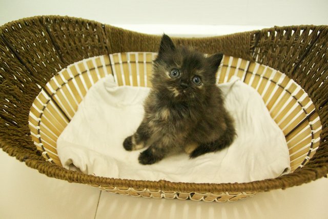 Babybug - Persian Cat