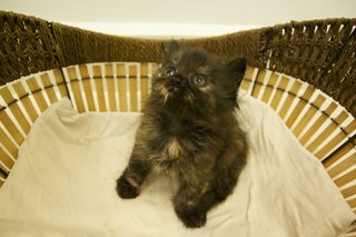 Babybug - Persian Cat