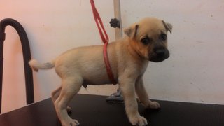 Brown Boy - Mixed Breed Dog