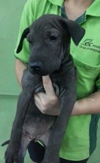 Shar Pei Mixed - Shar Pei Mix Dog