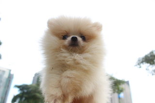 Cream White Pomeranian - Pomeranian Dog