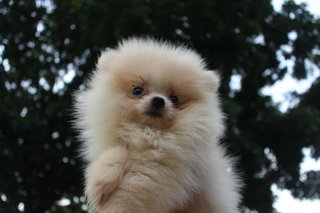 Cream White Pomeranian - Pomeranian Dog