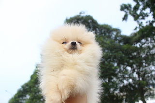 Cream White Pomeranian - Pomeranian Dog