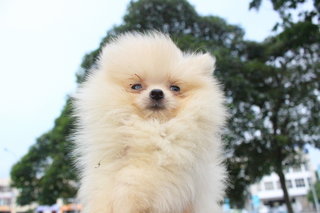 Cream White Pomeranian - Pomeranian Dog