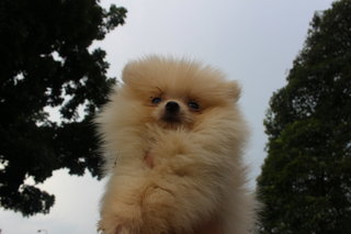 Cream White Pomeranian - Pomeranian Dog