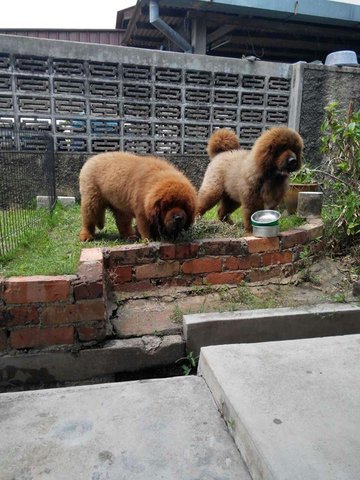 Tibetan Mastiff  - Tibetan Mastiff Dog