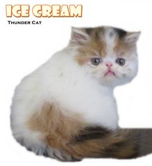 Ice Cream (Exotic Longhair) - Exotic Shorthair Cat