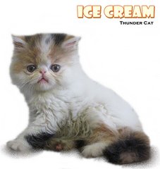 Ice Cream (Exotic Longhair) - Exotic Shorthair Cat