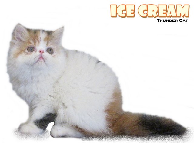 Ice Cream (Exotic Longhair) - Exotic Shorthair Cat