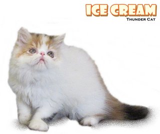 Ice Cream (Exotic Longhair) - Exotic Shorthair Cat