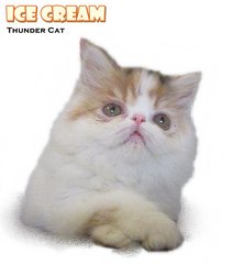 Ice Cream (Exotic Longhair) - Exotic Shorthair Cat