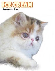 Ice Cream (Exotic Longhair) - Exotic Shorthair Cat