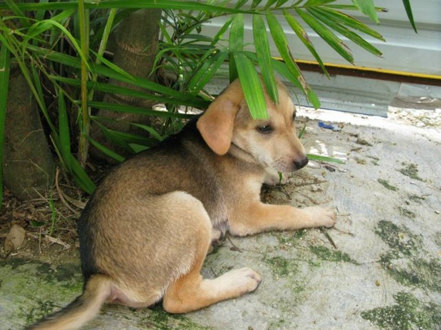 Sandy - Labrador Retriever Mix Dog