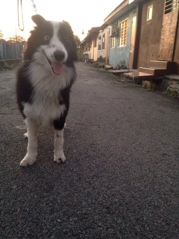 Joe - Border Collie Dog