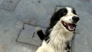 Joe - Border Collie Dog