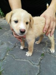 Hailey - Labrador Retriever Mix Dog