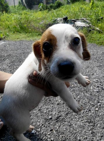 Jack Russell Puppies - Jack Russell Terrier Dog