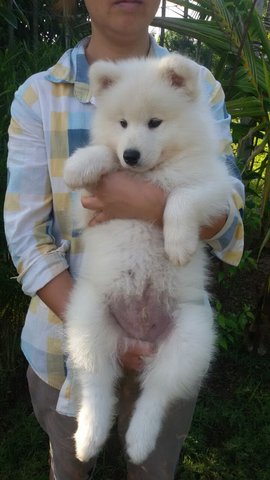 Samoyed - Samoyed Dog