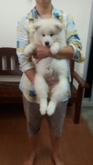 Samoyed - Samoyed Dog