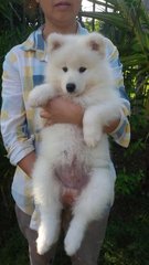 Samoyed - Samoyed Dog