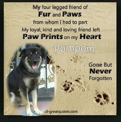Pompom - Mixed Breed Dog