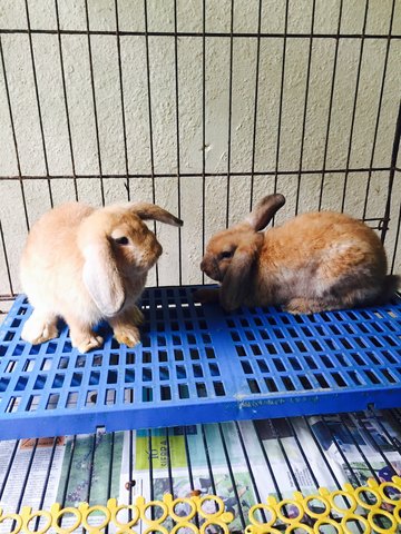 Holland Lop - Holland Lop Rabbit