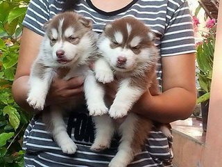 Copper Color Husky - Siberian Husky Dog