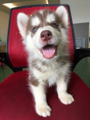 Copper Color Husky - Siberian Husky Dog