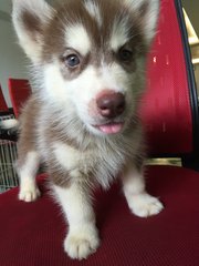 Copper Color Husky - Siberian Husky Dog