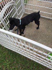 Freedom - Mixed Breed Dog