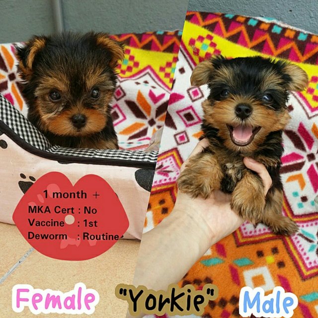 Yorkshire Terrier - Yorkshire Terrier Yorkie Dog