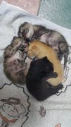 Newborn Kittens - Domestic Short Hair Cat