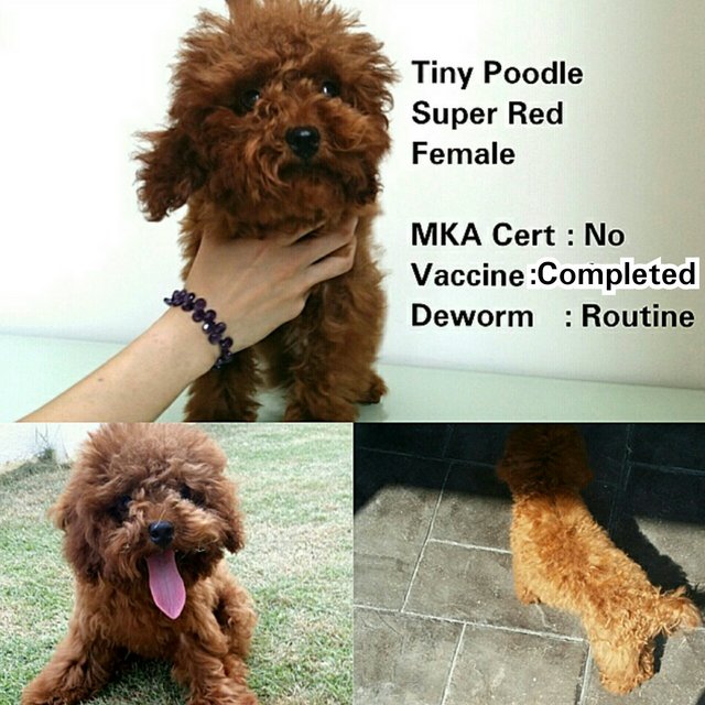 Super Red Tiny Poodle - Poodle Dog