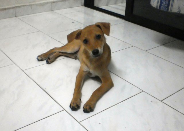 Simba - Mixed Breed Dog