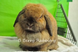 Holland Lop - Tortoise Adopt - Holland Lop Rabbit