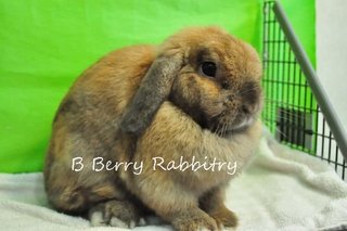 Holland Lop - Tortoise Adopt - Holland Lop Rabbit