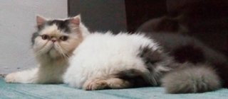 Persian Female Flatface (Proven) - Persian Cat