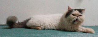 Persian Female Flatface (Proven) - Persian Cat